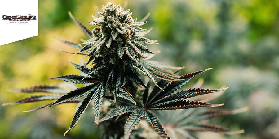 Auto Thunderfuck - GeneSeeds Auto Thunderfuck - GeneSeeds