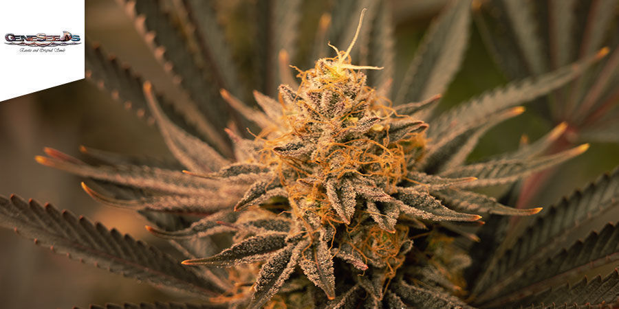 Black Lebanon - GeneSeeds Black Lebanon - GeneSeeds