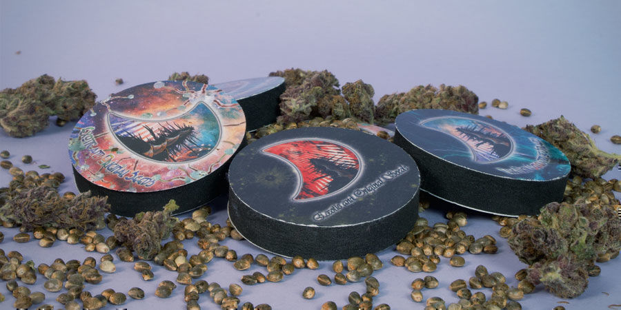 ¿Cómo Se Empaquetan Las Semillas De Marihuana De GeneSeeds? Empaquetan Semillas Marihuana GeneSeeds