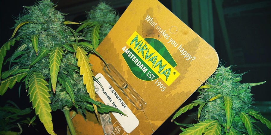 Empaquetado De Nirvana Seeds Empaquetado De Nirvana Seeds