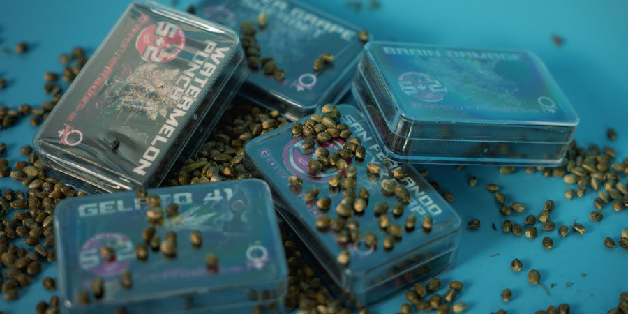 ¿Dónde Puedo Comprar Semillas De Marihuana Growers Choice? Comprar Semillas Marihuana Growers Choice