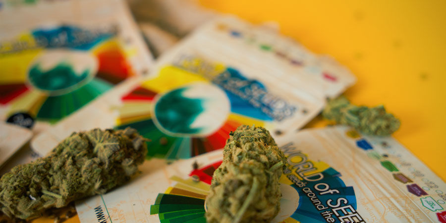 ¿Cuáles Son Las Mejores Cepas De Marihuana De World Of Seeds? ¿Cuáles Son Las Mejores Cepas De Marihuana De World Of Seeds?