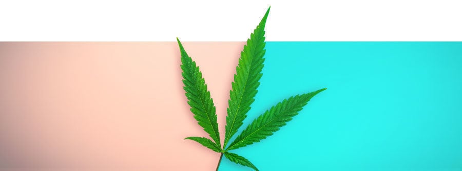 semillas de marihuana regulares