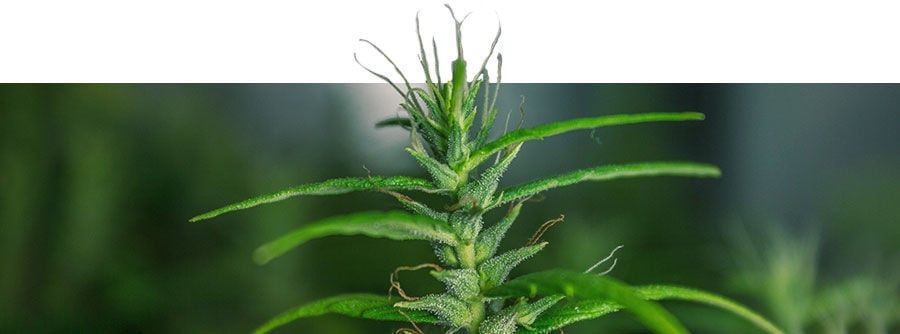Variedades Clásicas De Marihuana