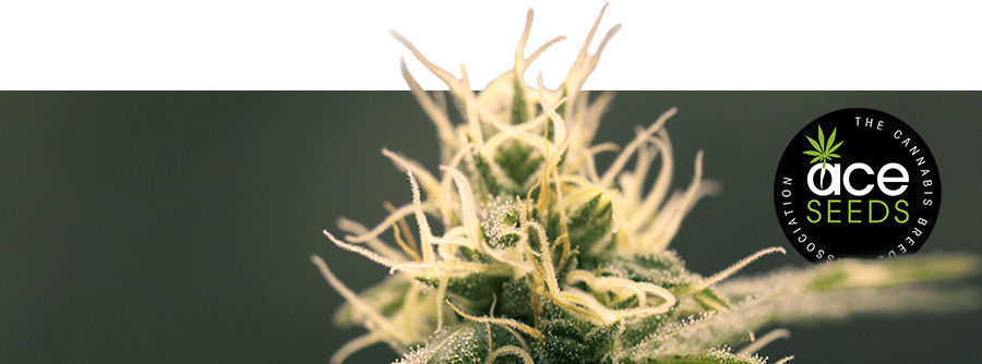 Información Sobre ACE Seeds Información Sobre ACE Seeds