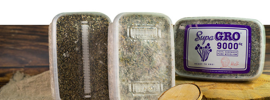 Kits De Cultivo De Setas Alucinógenas Kits De Cultivo De Setas Alucinógenas