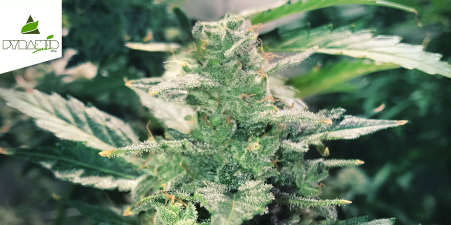 Auto Anesthesia (Pyramid Seeds) Feminizada