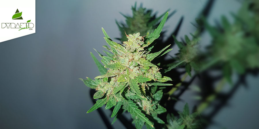 Auto Nefertiti (Pyramid Seeds) Feminizada