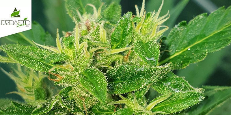 Auto Super Hash (Pyramid Seeds) Feminizada