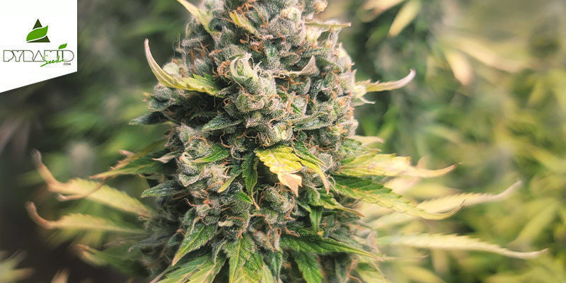 Auto Tutankhamon (Pyramid Seeds) Feminizada