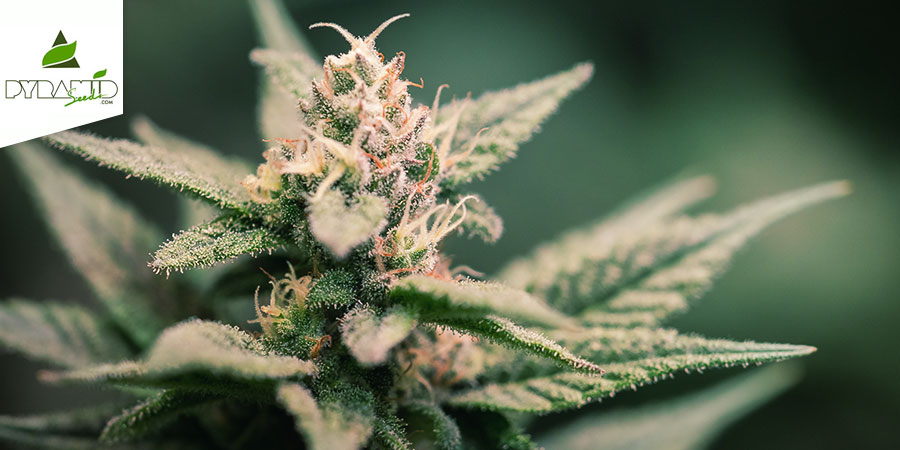 Super Hash (Pyramid Seeds) Feminizada