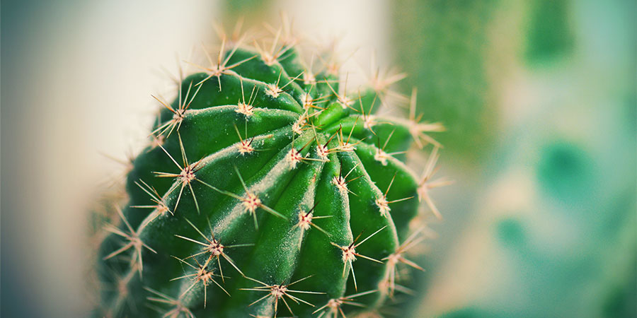 ANTORCHA PERUANA