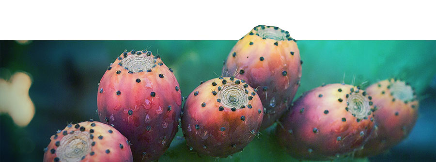 La Guía Definitiva Sobre los Cactus de Mescalina La Guía Definitiva Sobre los Cactus de Mescalina