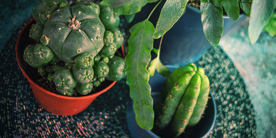 DIFERENTES ESPECIES DE CACTUS DE MESCALINA