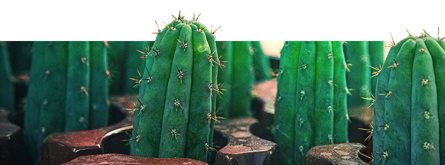 Información Sobre Los Cactus De Mescalina Información Sobre Los Cactus De Mescalina
