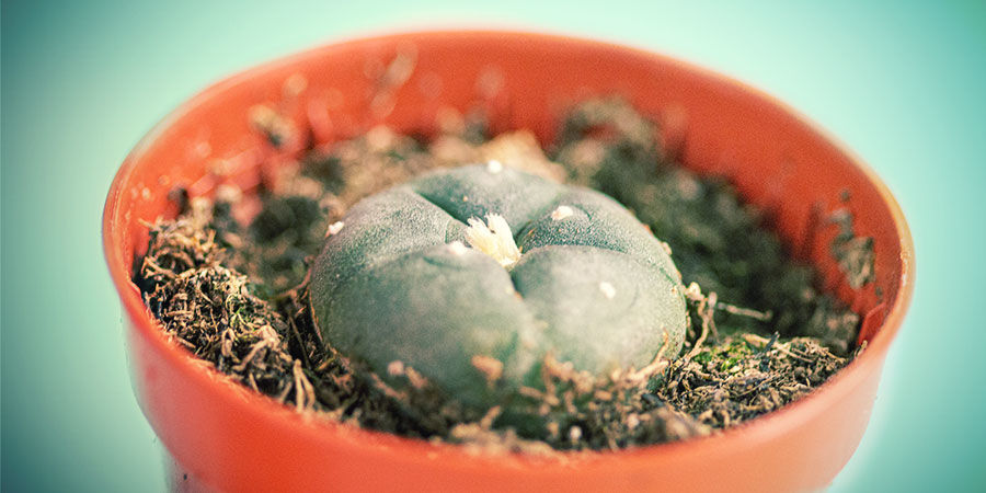 Cómo Comprar Cactus De Mescalina CÓMO COMPRAR CACTUS DE MESCALINA