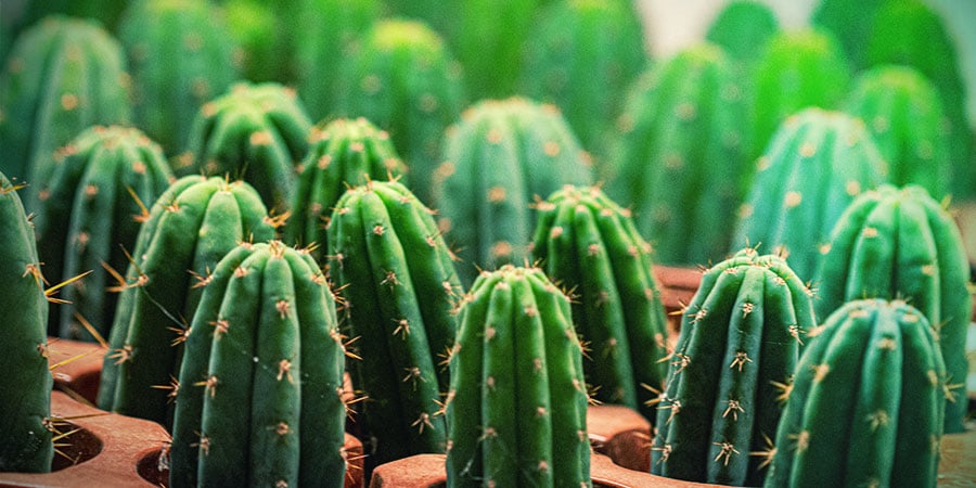 Cultivating Mescaline Cactus Cuttings