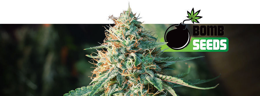 Información Sobre Bomb Seeds