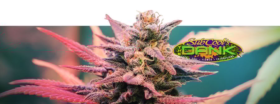 Información The Dank Seeds Información The Dank Seeds