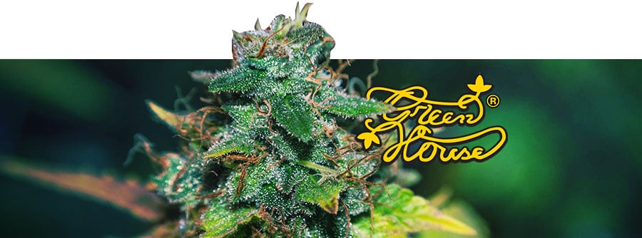 Información Greenhouse Seeds Información Greenhouse Seeds