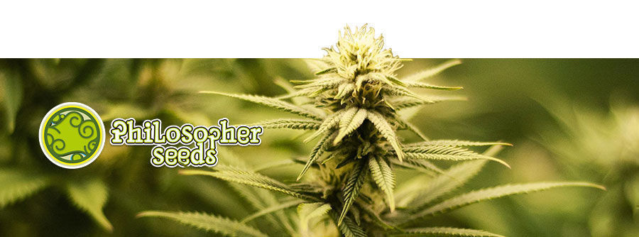 Información Sobre Philosopher Seeds  Información Sobre Philosopher Seeds