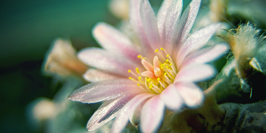 Cactus De Mescalina