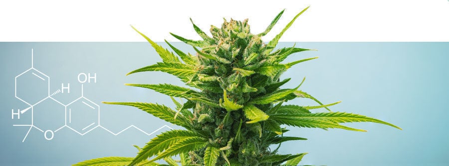 Guía De Cepas Ricas En THC Guía de cepas ricas en THC