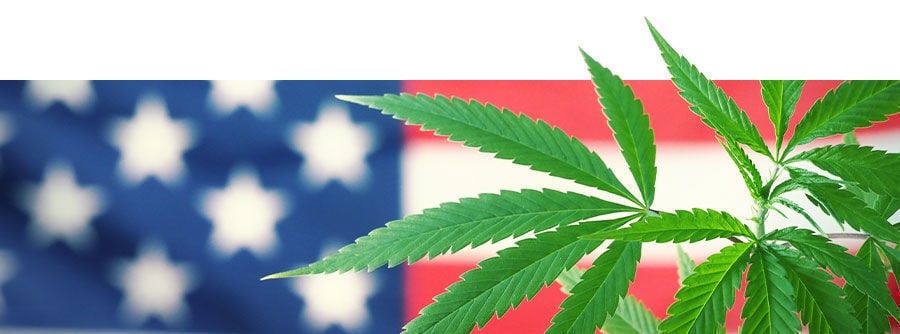 marihuana estadounidense
