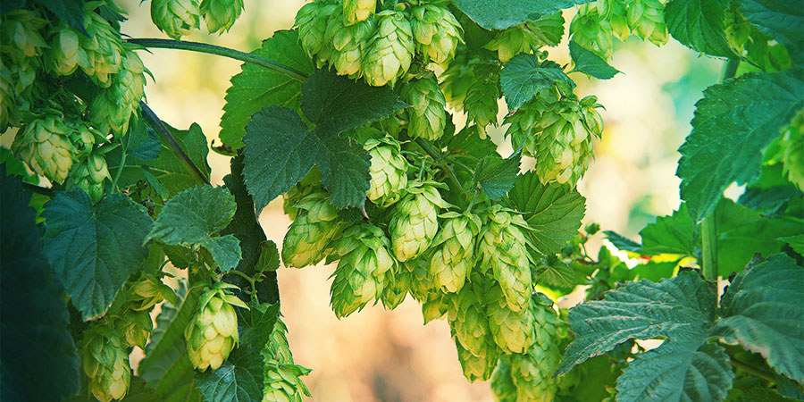 Lúpulo para la cerveza