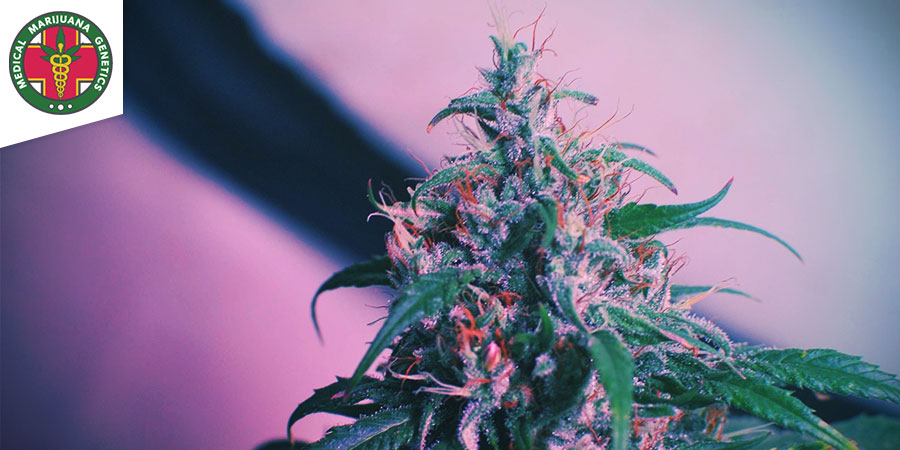 Candida (Medical Marijuana Genetics)