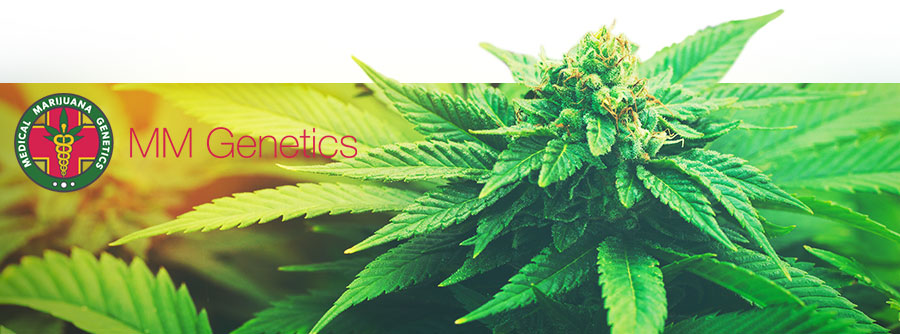 Información De Medical Marijuana Genetics Información De Medical Marijuana Genetics