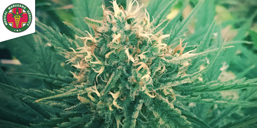 Green Doctor (Medical Marijuana Genetics)