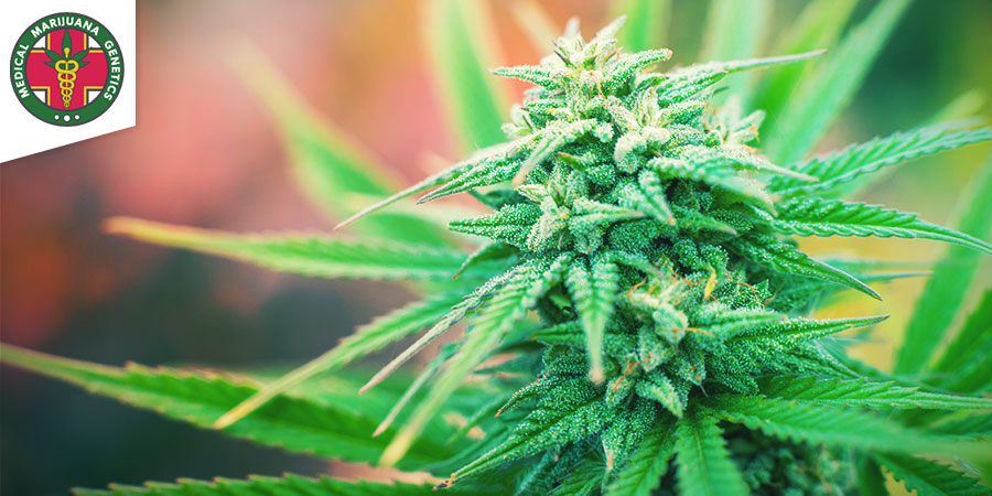 Hyidrow (Medical Marijuana Genetics)