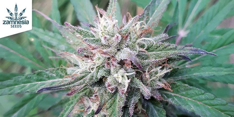 CBD Fix De Zamnesia Seeds CBD Fix De Zamnesia Seeds