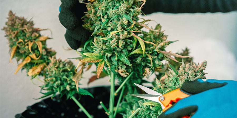 Variedades Ricas En CBD Frente A Variedades Ricas En THC Variedades Ricas En CBD Frente A Variedades Ricas En THC