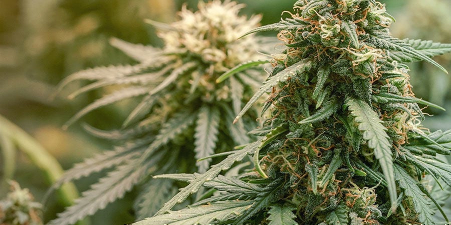 ¿Qué Se Considera Una Variedad Rica En CBD? ¿Qué Se Considera Una Variedad Rica En CBD?