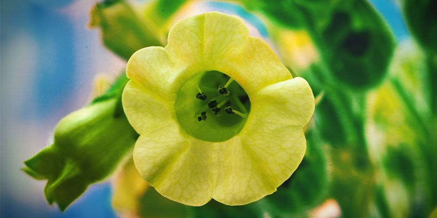 TABACO AZTECA (Mapacho)