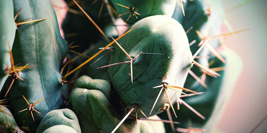antorcha boliviana (Echinopsis lageniformis)