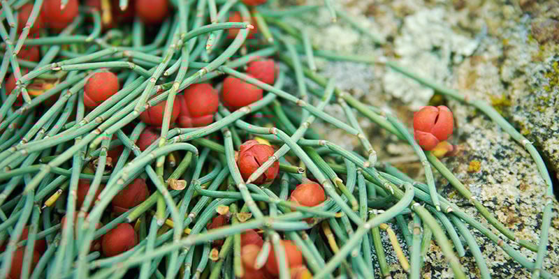 Efedra De China (Ephedra sinica)