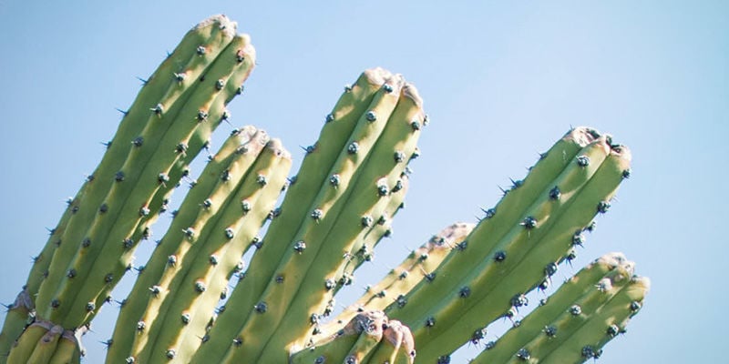 antorcha peruana (Echinopsis peruviana)