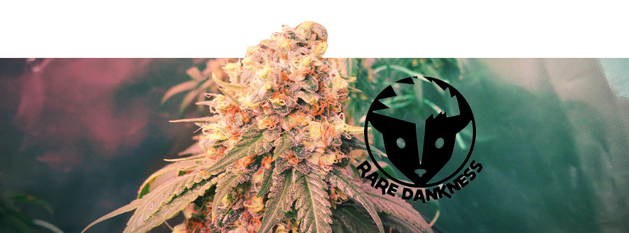 Información Sobre Rare Dankness Información Sobre Rare Dankness