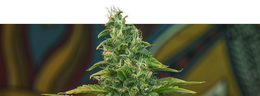 Información Kalashnikov Seeds Información Kalashnikov Seeds