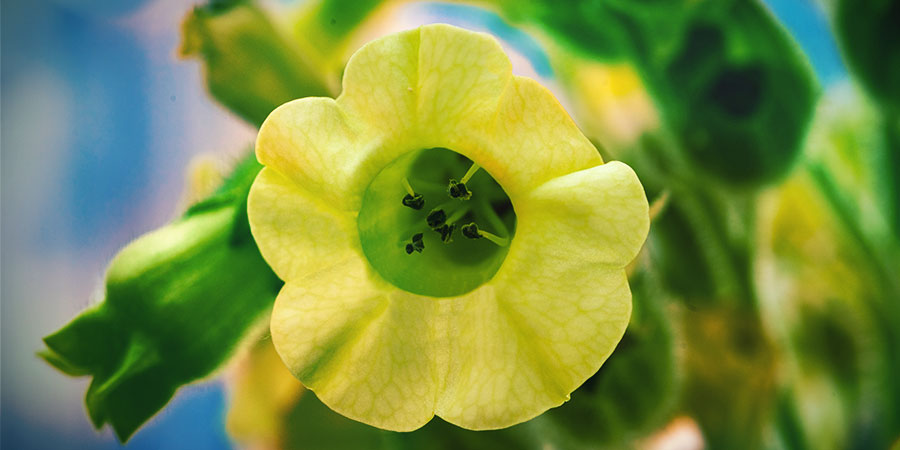 Nicotiana Rustica Nicotiana Rustica