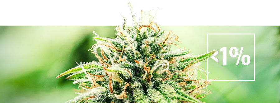 Información Sobre La Marihuana Con Un Contenido Bajo De Thc (Menos Del 1%) Información sobre la marihuana con un contenido bajo de THC (menos del 1%)