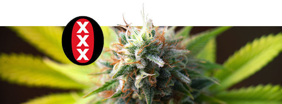 Información Sobre Serious Seeds  Información Sobre Serious Seeds