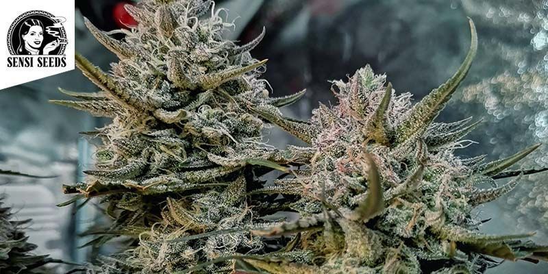 Super Skunk Automatic (Sensi Seeds)