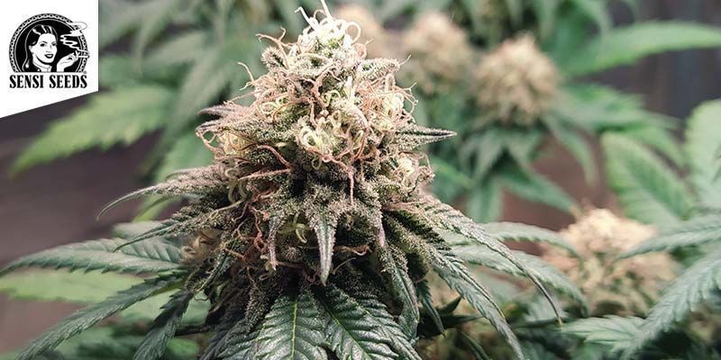 Northern Lights (Sensi Seeds)