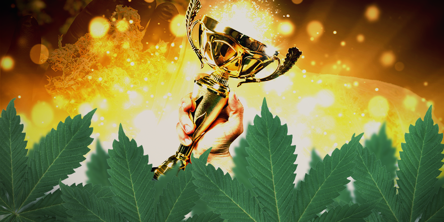 ¿Son Buenas Las Semillas De Sensi Seeds?