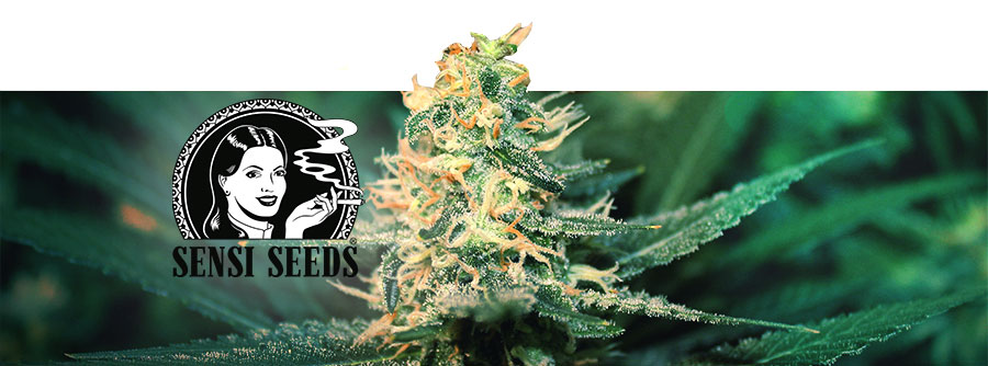 Información Sensi Seeds Información Sensi Seeds