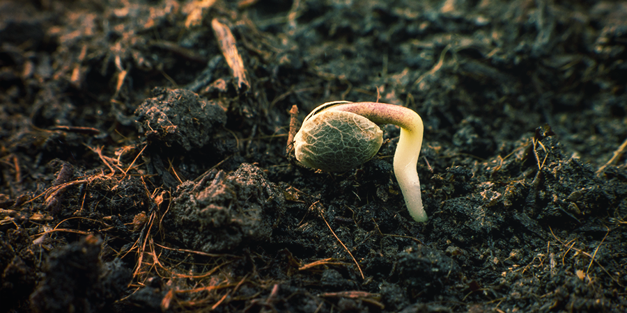 Cómo Germinar Las Semillas De Sensi Seeds